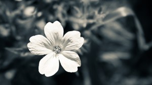 6974446-black-white-flower-photography