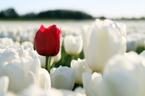 tulip-red-in-white-flowers